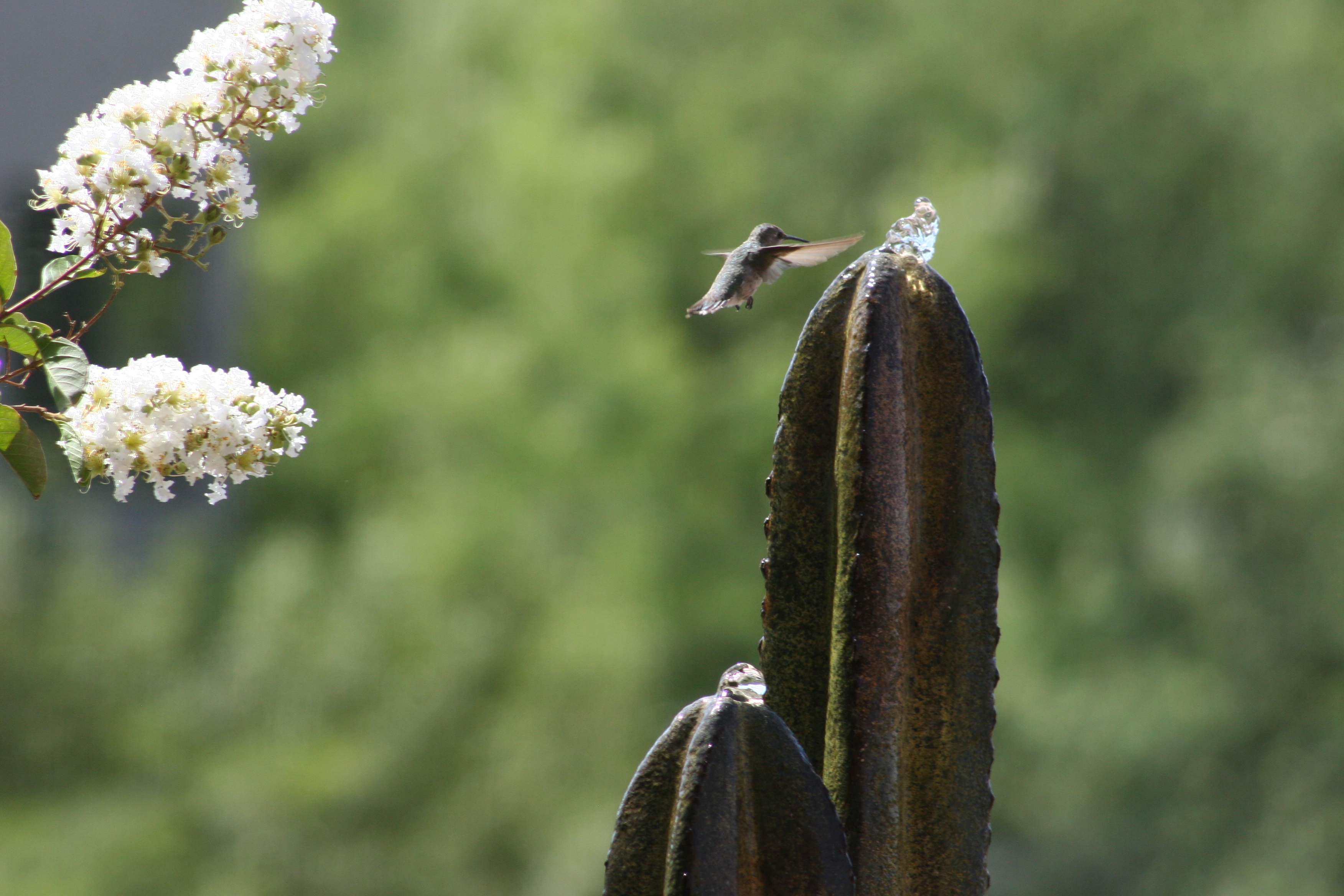 Hummingbird at Stone Cactus Fountain